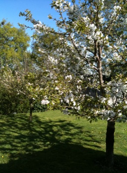 cerisier en fleur