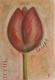 Tableau Tulipe rouge